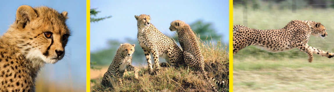 Cheetahs Org